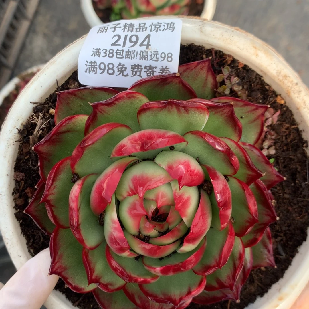 小***一2194号多肉植物惊鸿10