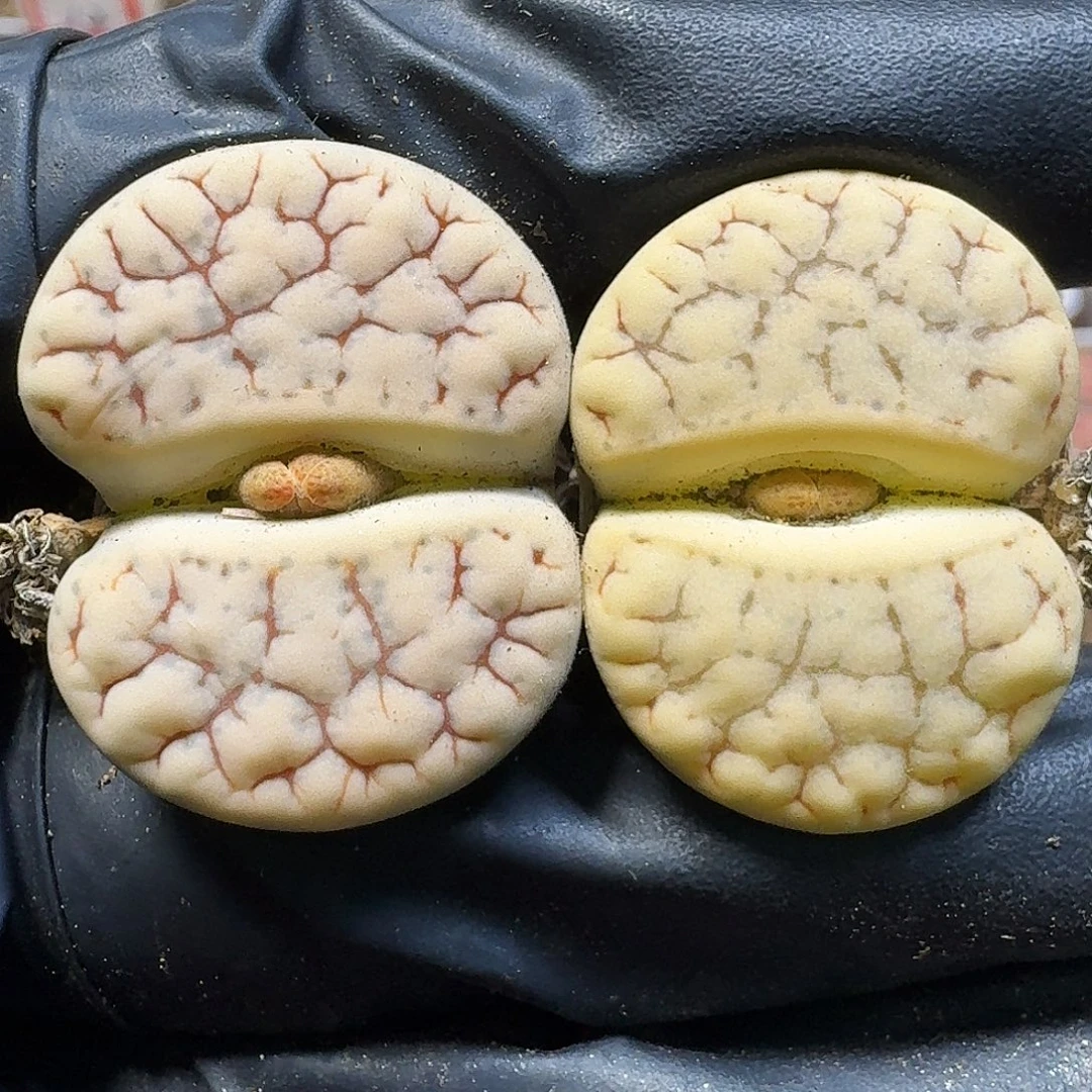 生石花111111。  379
