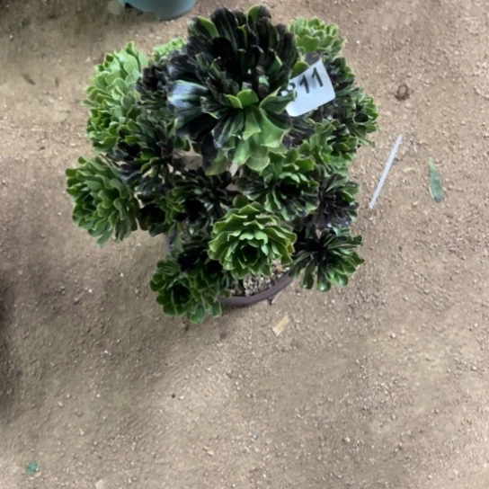 丢****地811水墨丹青多肉植物花花