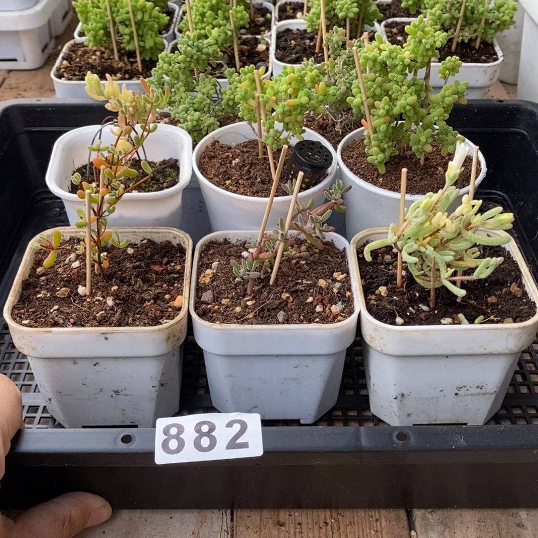 枝干番杏多肉植物882