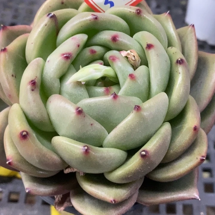 西**心一物一拍东云杂多肉32