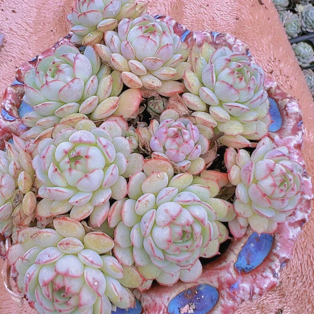 【闪购商品】小红船群