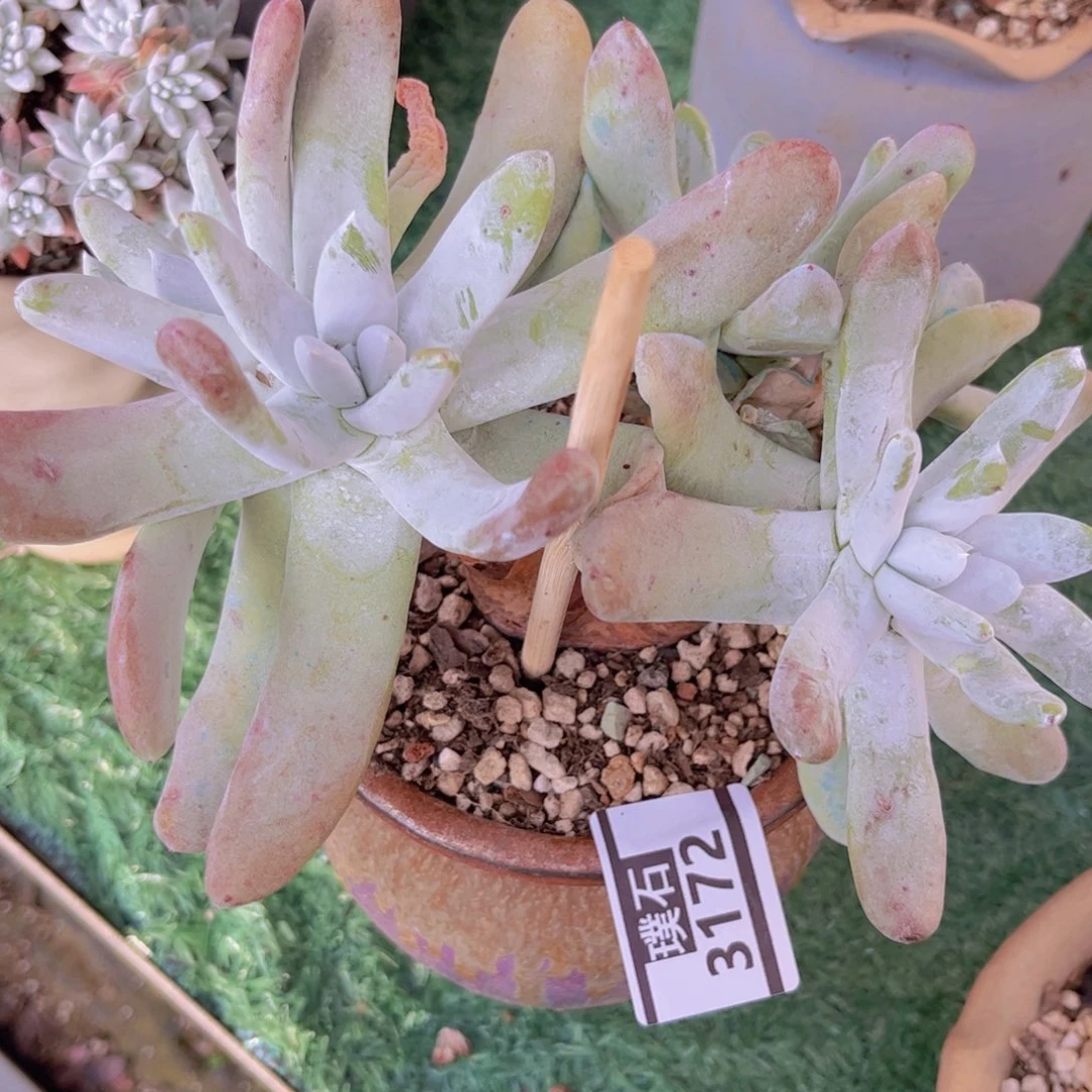 拇指3172多肉植物