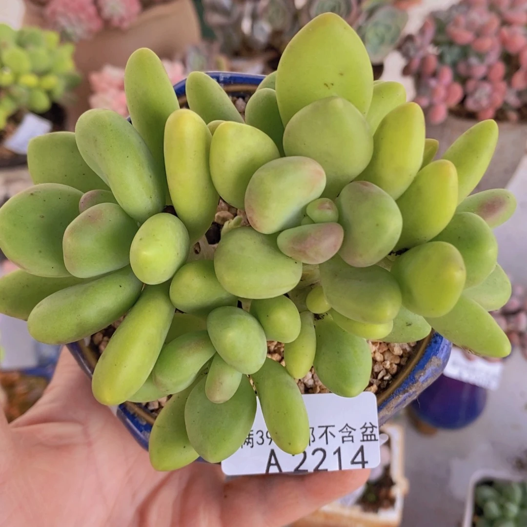 芒果奶12cm2214多肉植物