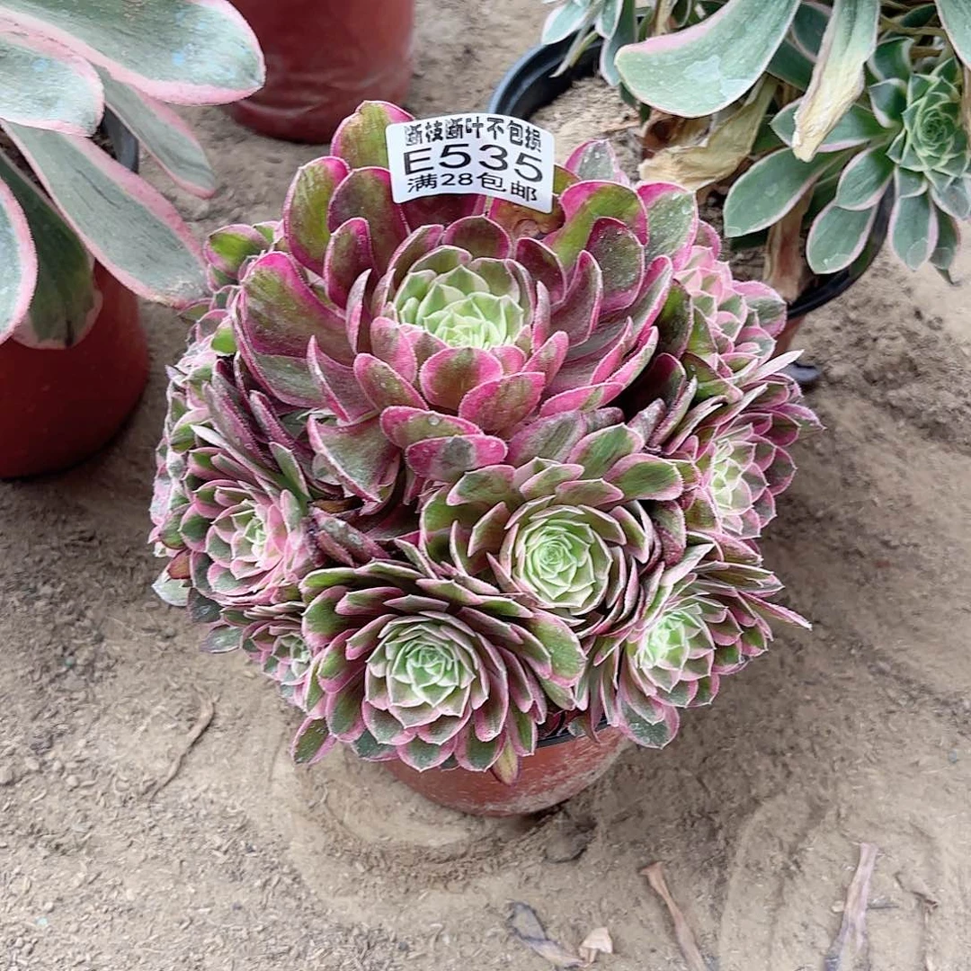 K. 535孔雀翎多肉11222