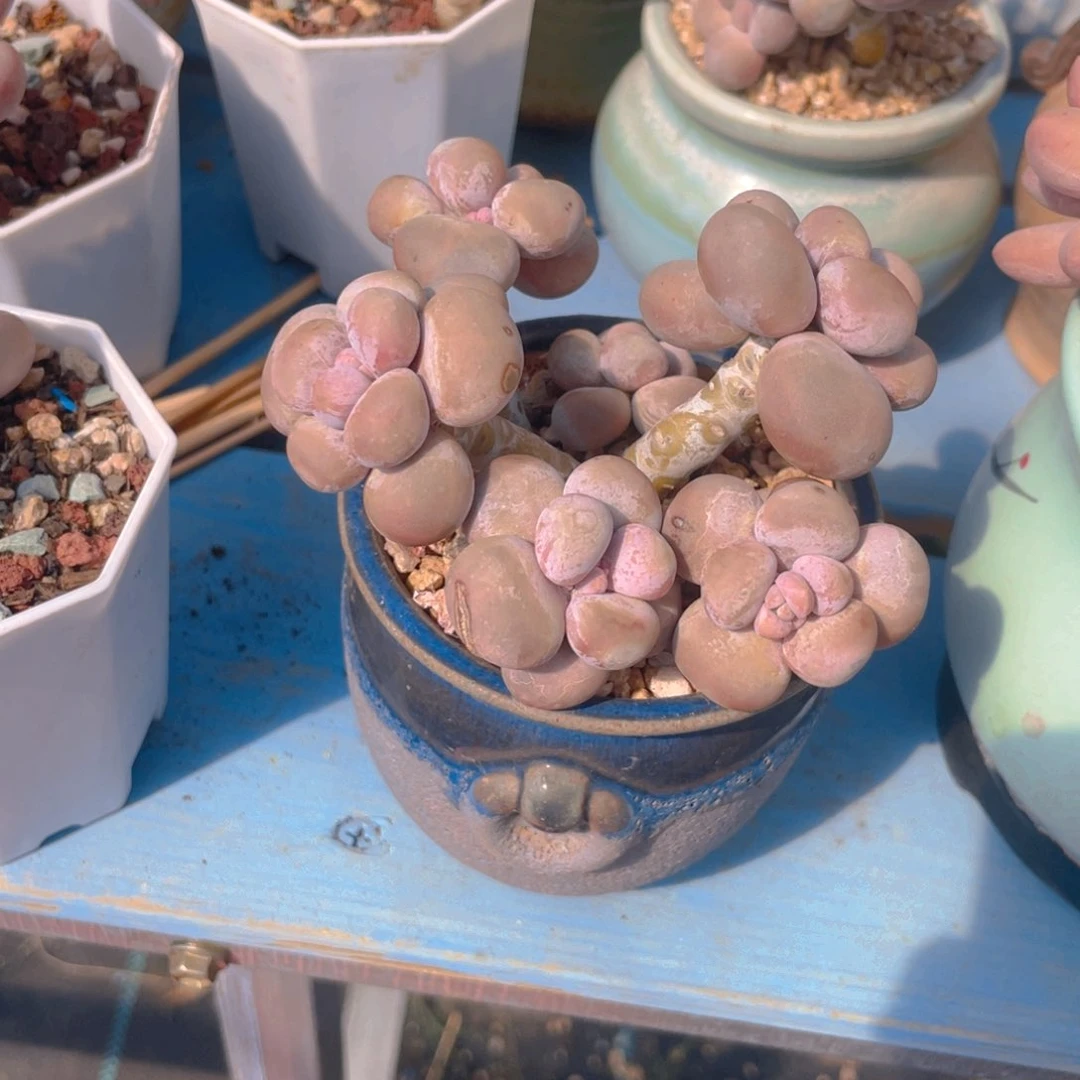 太*?多肉老桩漂亮