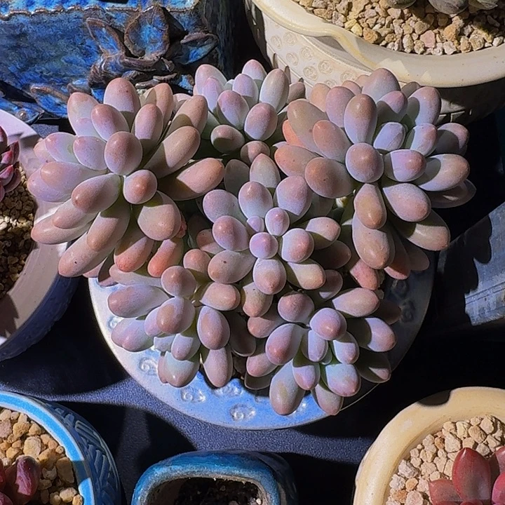 汤圆 群生 一物一拍