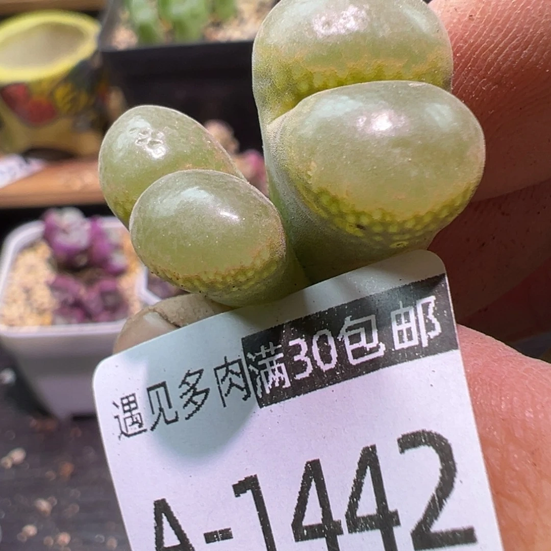 多肉植物11111111111