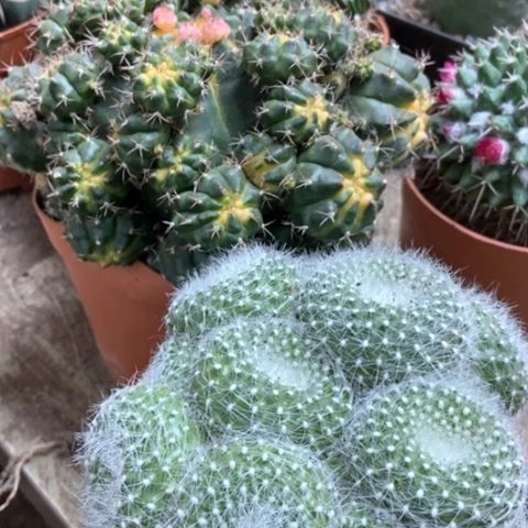 青苹果白雪光仙人球35米