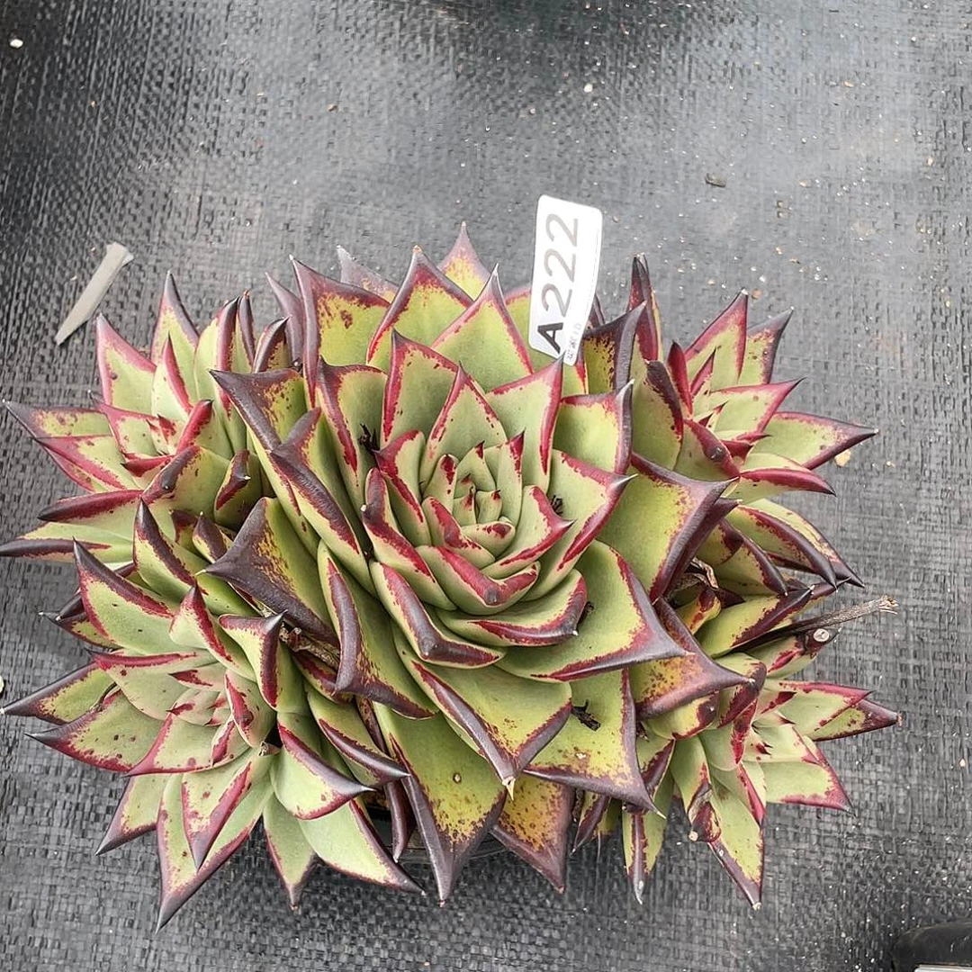 若如多肉东云组拍A222