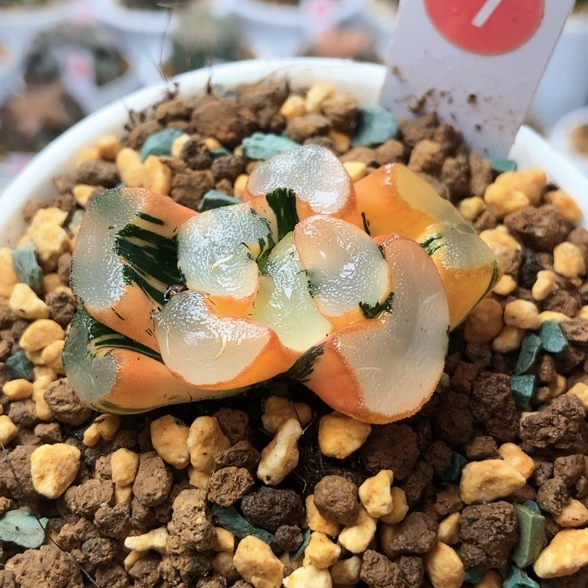 【闪购商品】小*爵大明湖7