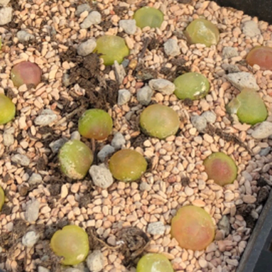 拉登一颗 满18包邮 多肉植物