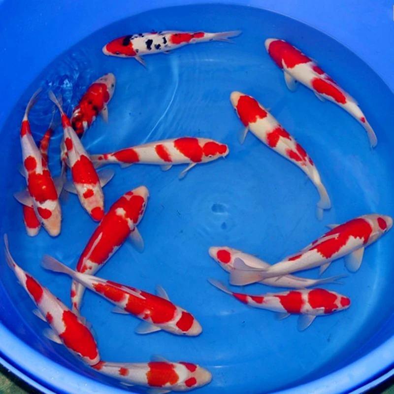 1号：精品锦鲤观赏鱼.到货录制开箱视频.无视频，免开尊口，感谢支持