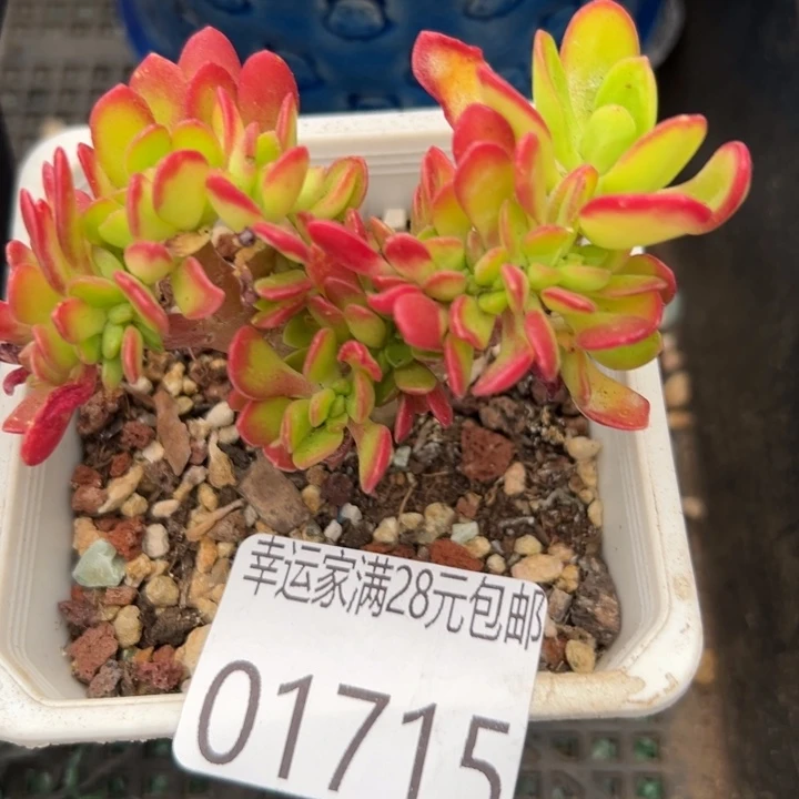 幸运的是我还没遇到过幸运