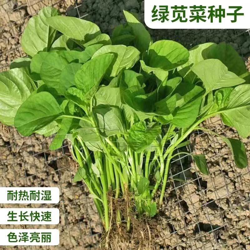 绿苋菜蔬菜种子绿叶菜