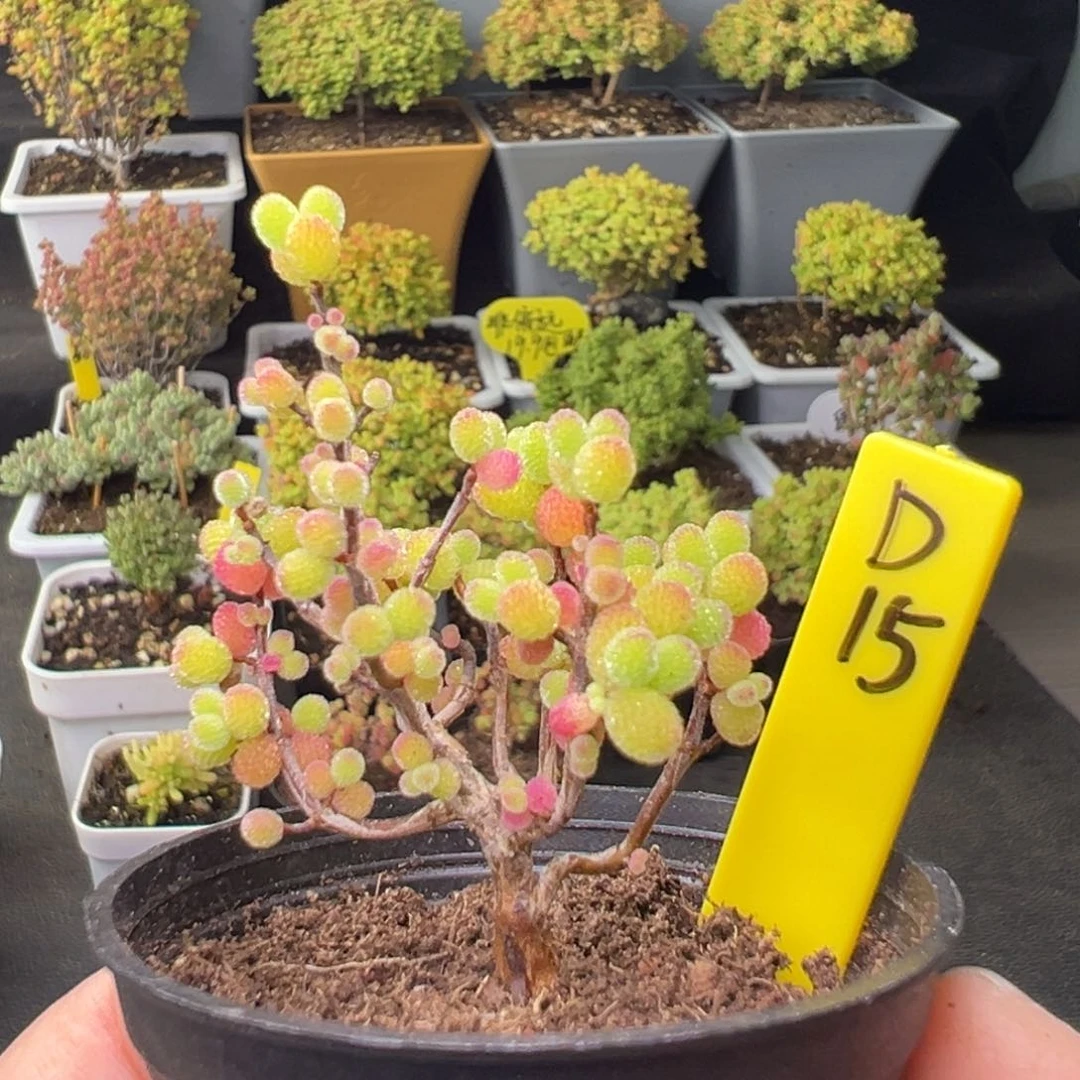 金桔带盆带土发货