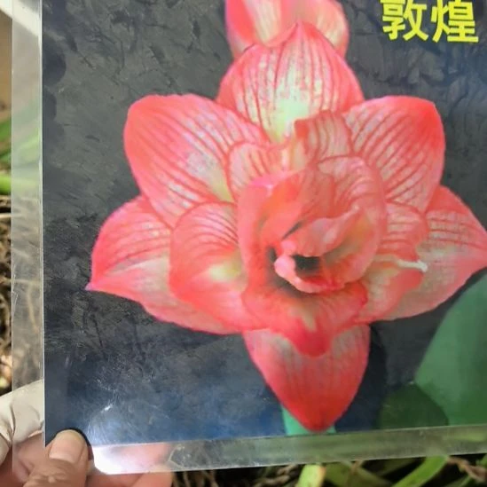 当前无花栽培后可以开花敦煌6厘米裸根球