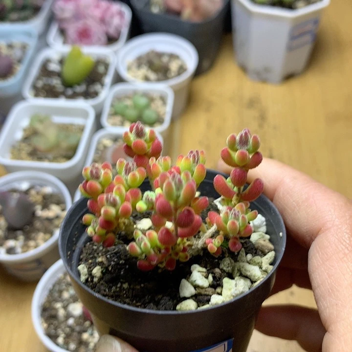 冰晶枝干番杏多肉植物包邮发货老桩控养蜜桔糖球