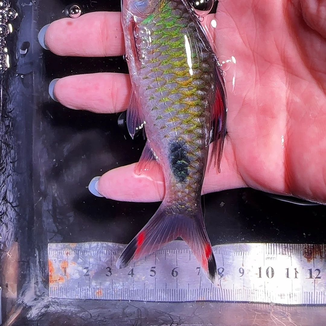 海水鱼紫红101010