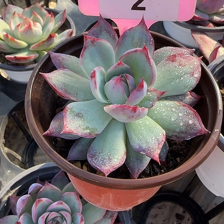 九***字2 惊鸿仙子多肉植物