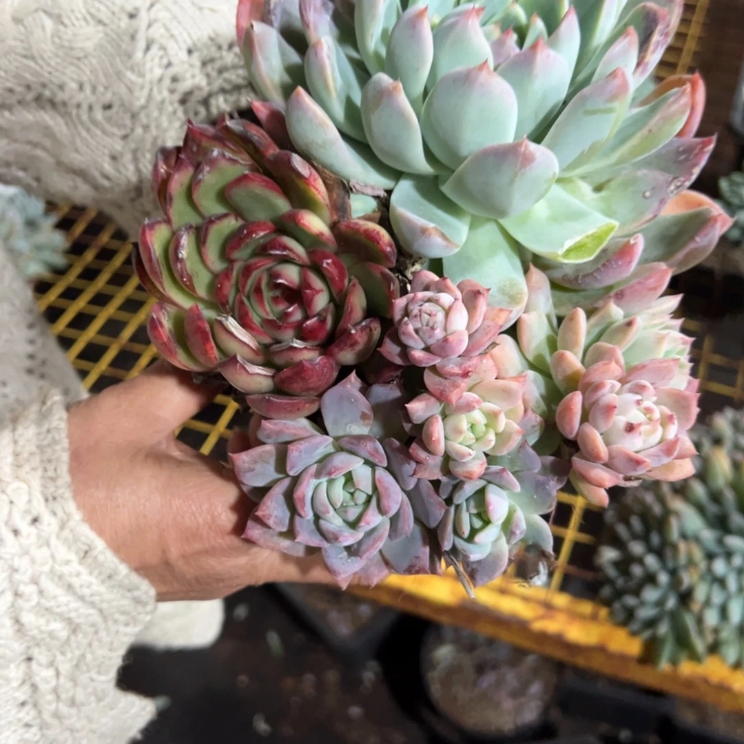 多肉植物杂交一个