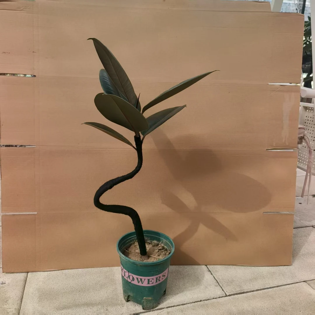 造型小黑金刚橡皮树基地原盆一盆