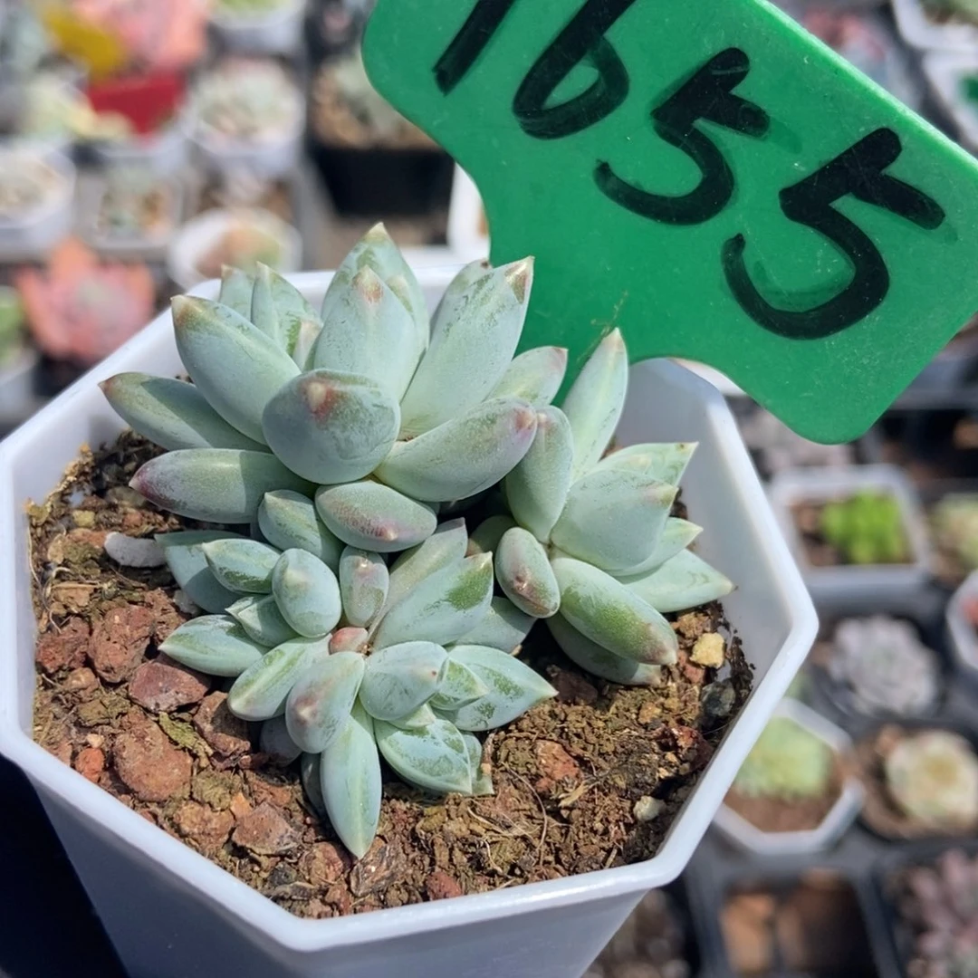 1655伊丽莎白多肉植物