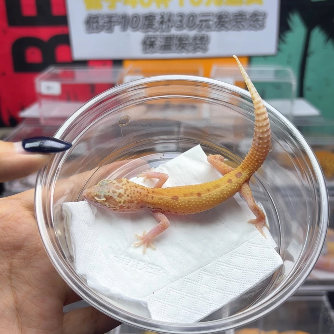 豹纹守宫贝尔暴龙弟弟 R091 8.5