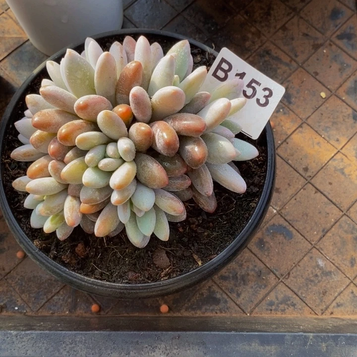 这个我都看出来这一