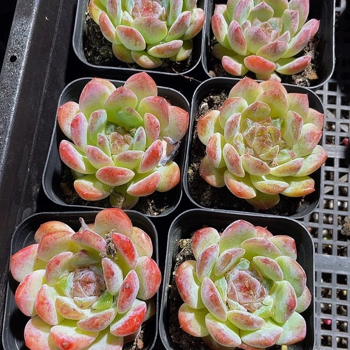 草莓心带盆土发货