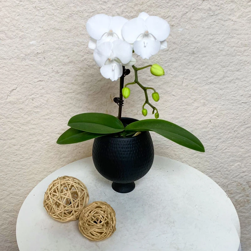 【白天鹅】欧品鲜花蝴蝶兰 纯白色系 大花舌 轻奢高级感花卉