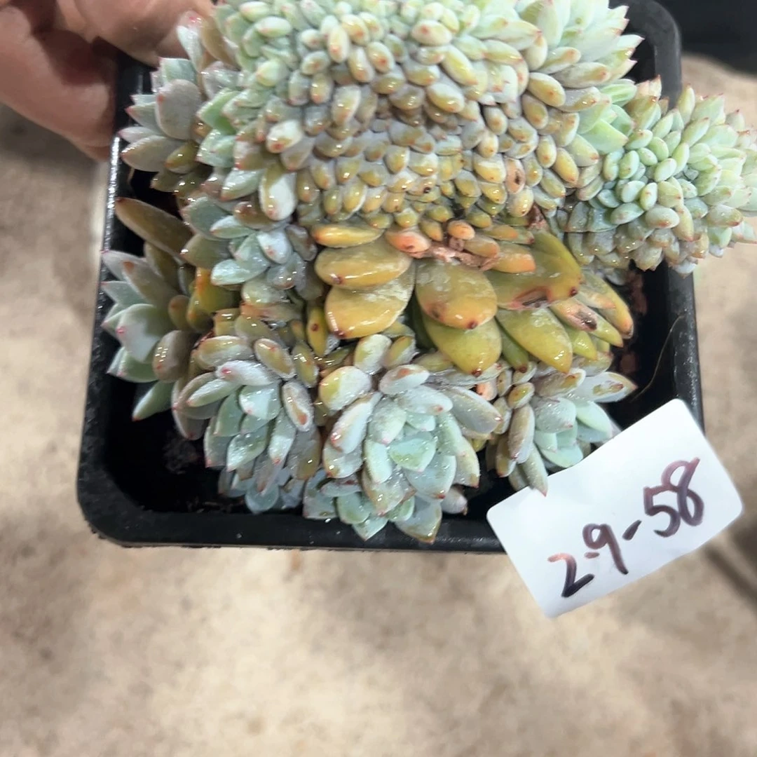 然*2.9-58星星橙缀化多肉寄养