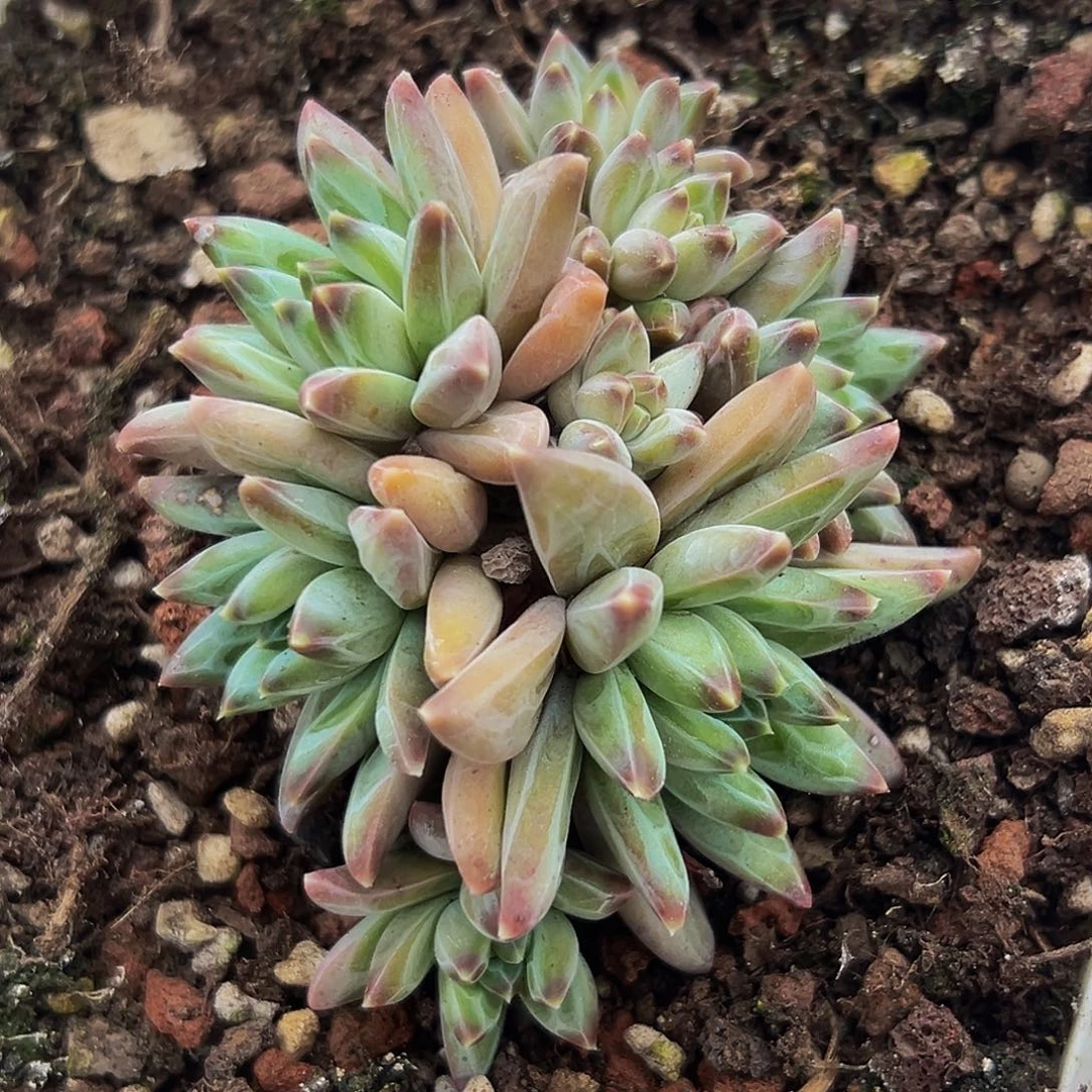 桔云多肉美人精品系列