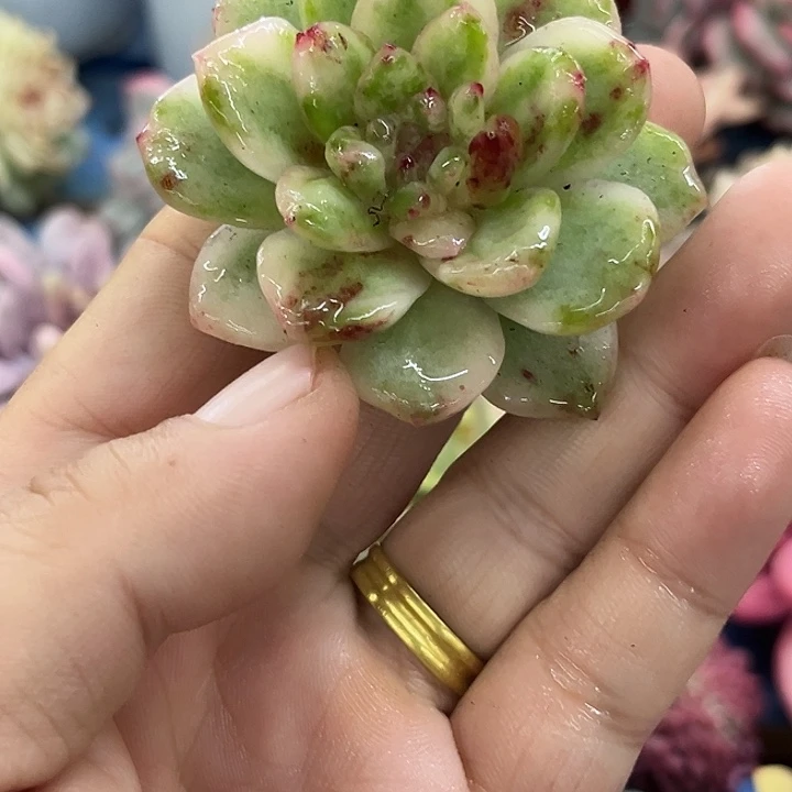 冰月亮锦石化变异彩锦腹轮