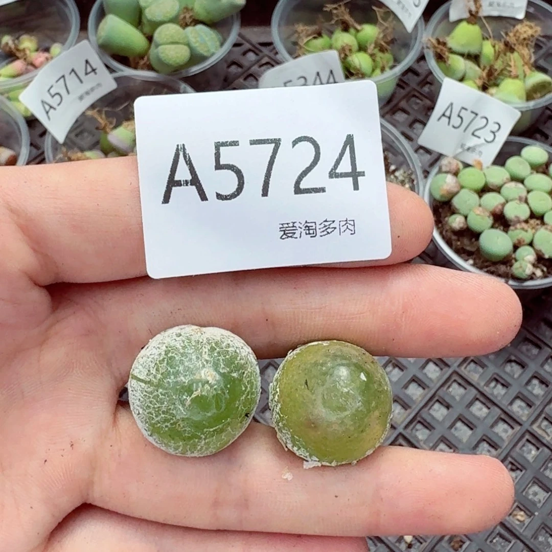5724—生石花 生石花