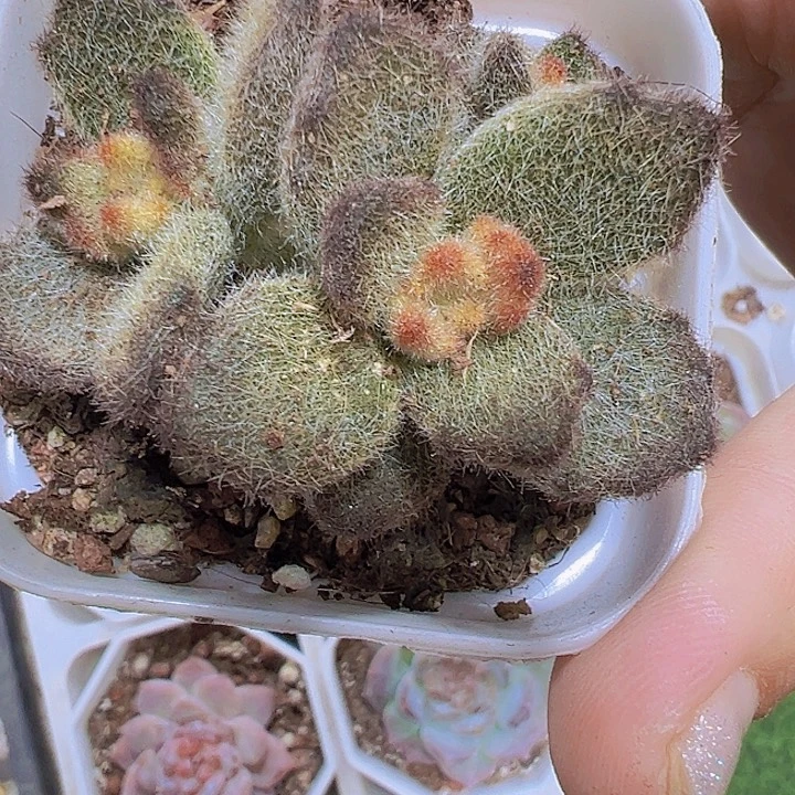 泰迪熊19包邮多肉植物