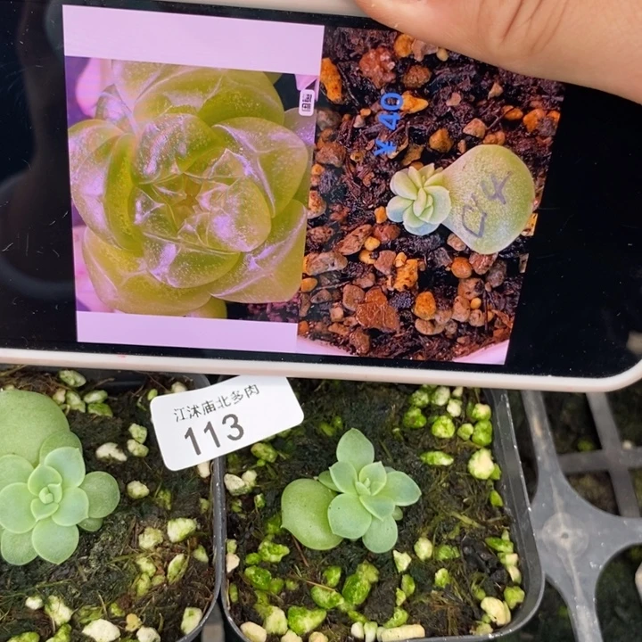 标113财富c14一个多肉