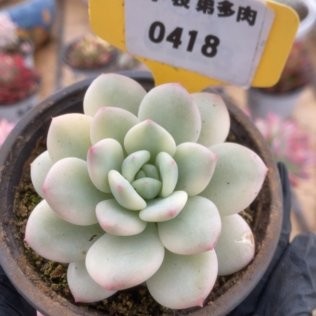 418新香水锦锦锦锦锦锦