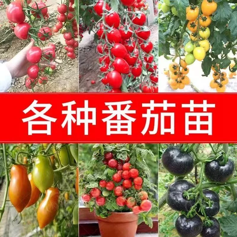 大粉水果番茄西红柿盆栽地栽苗