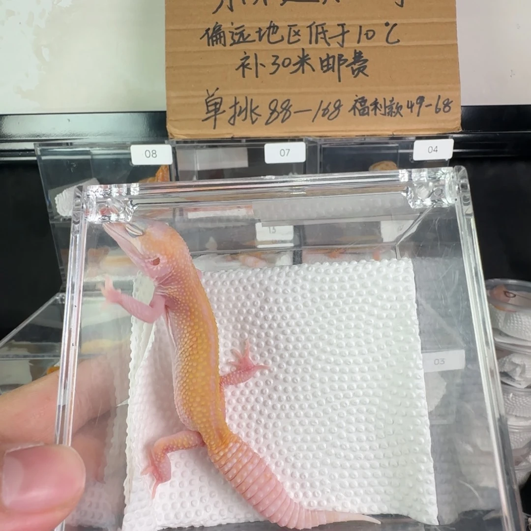 豹纹守宫无纹红眼暴龙