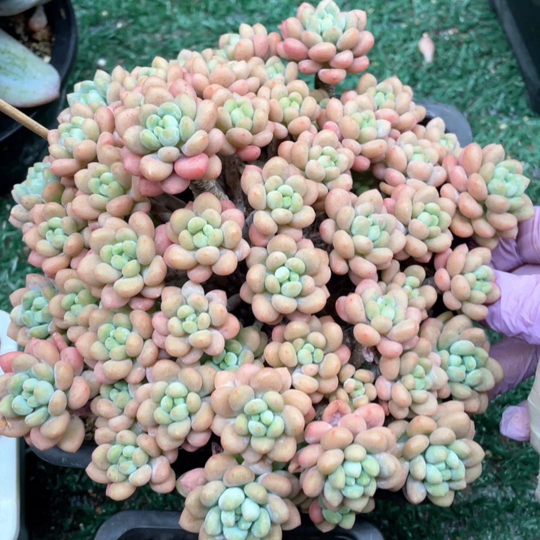 达芙妮一物一拍28包邮非偏远