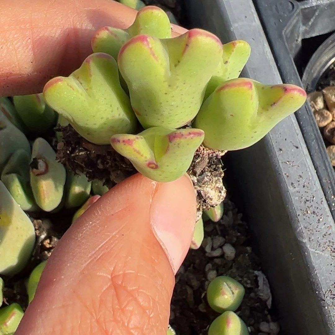 多肉植物1111111111111