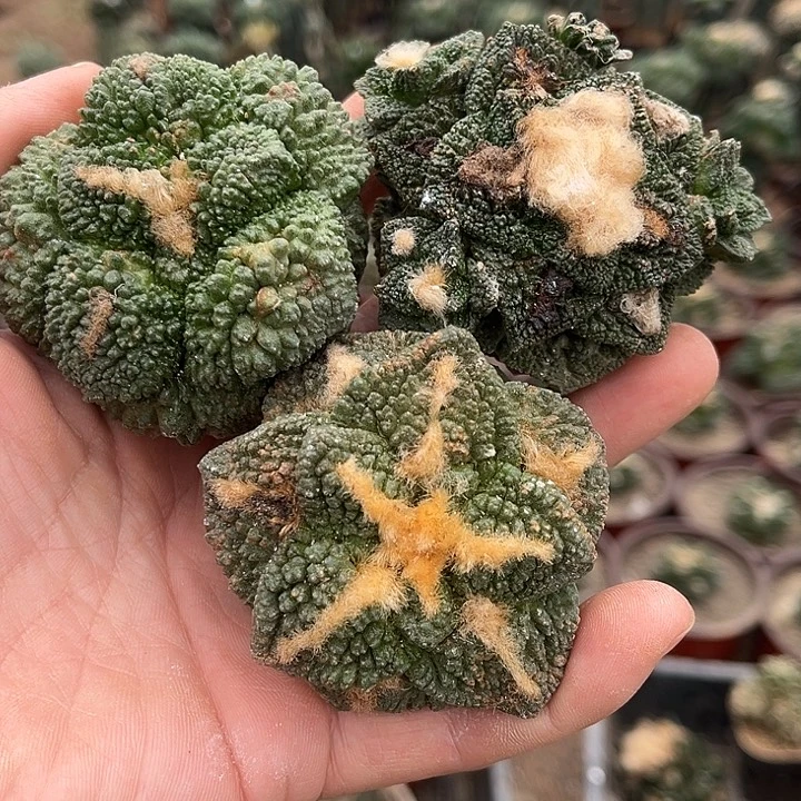 苗接落地无根牡丹三颗