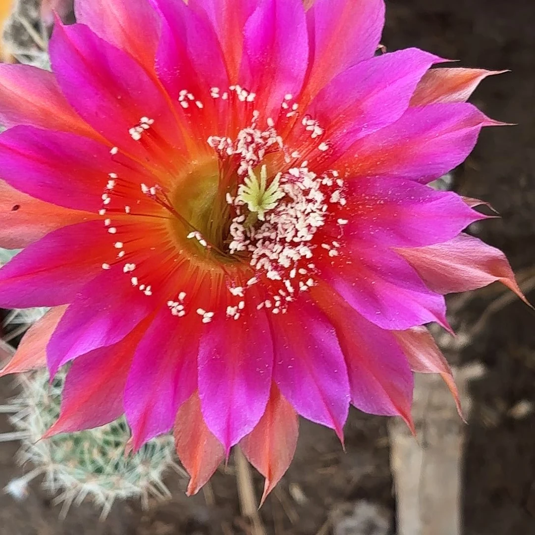 719 实生脱花脱土瑕疵