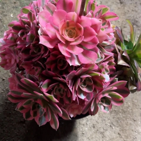 多肉植物粉女巫锦