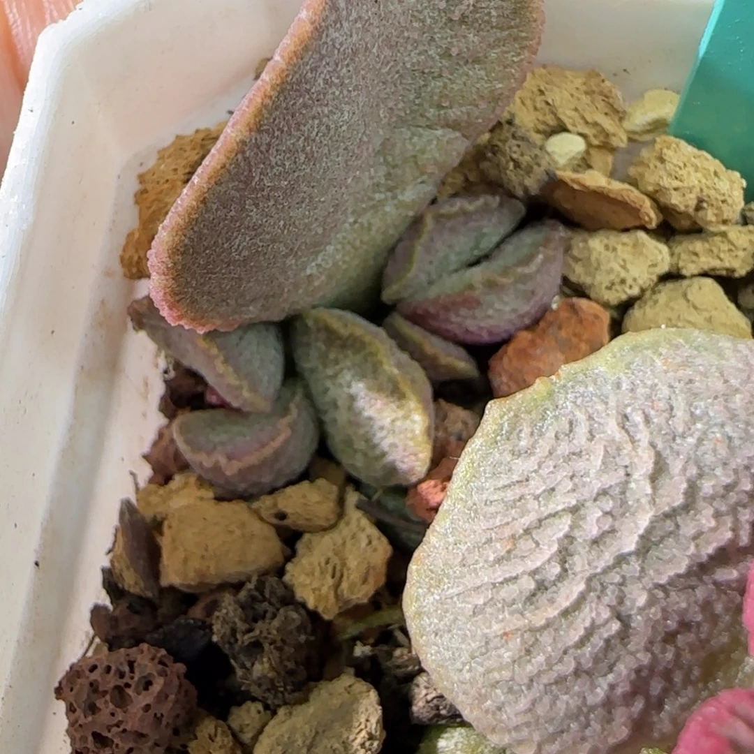 编号152叶插，脱土发