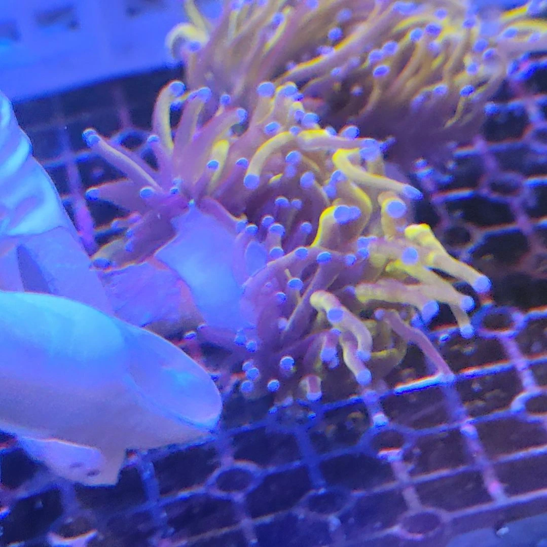 智海海洋珊瑚 不支持退货不包邮