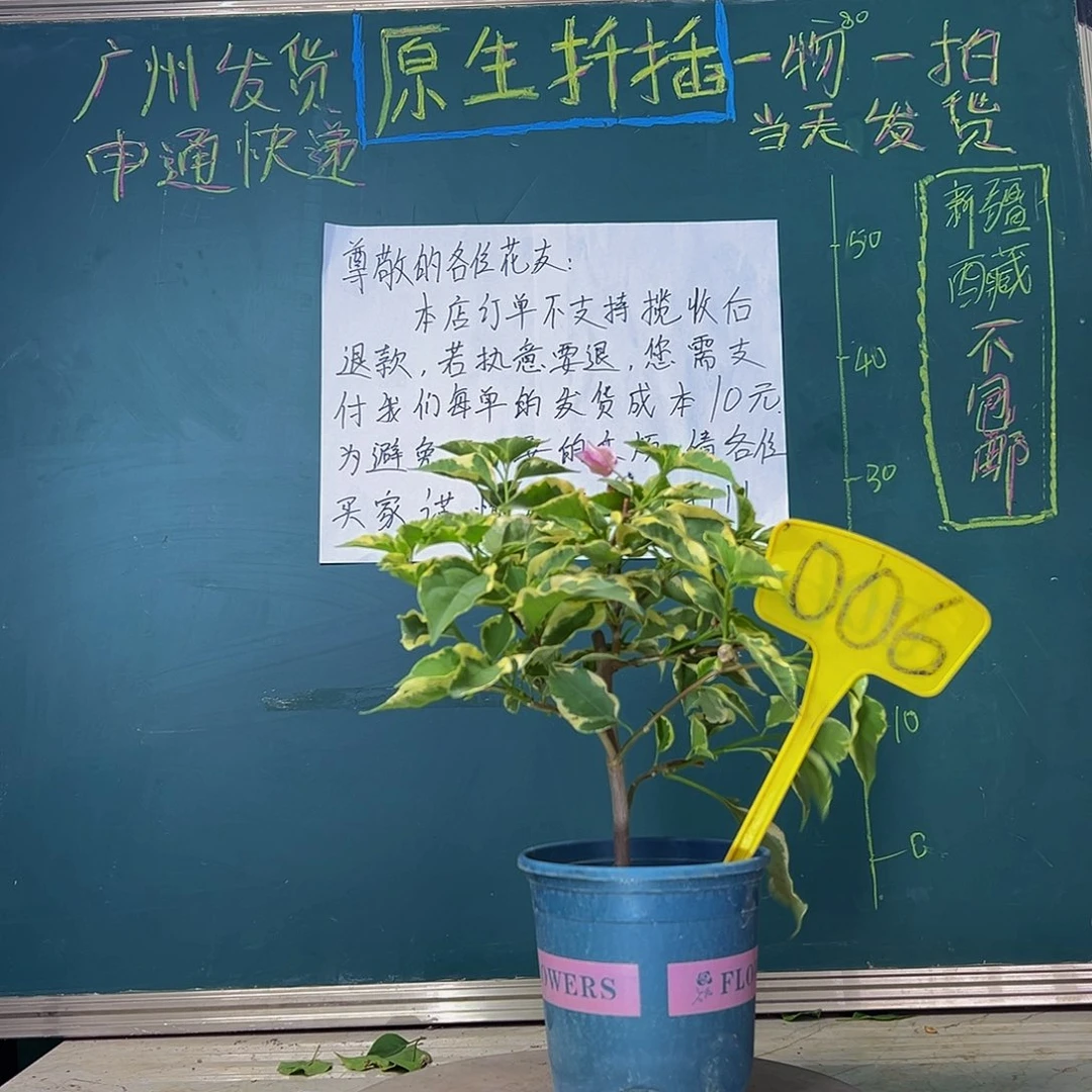 当前无花栽培后可以开花    蜡染粉  006