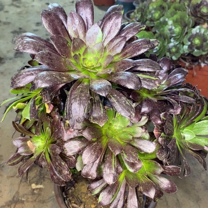 水墨丹青多肉植物38。