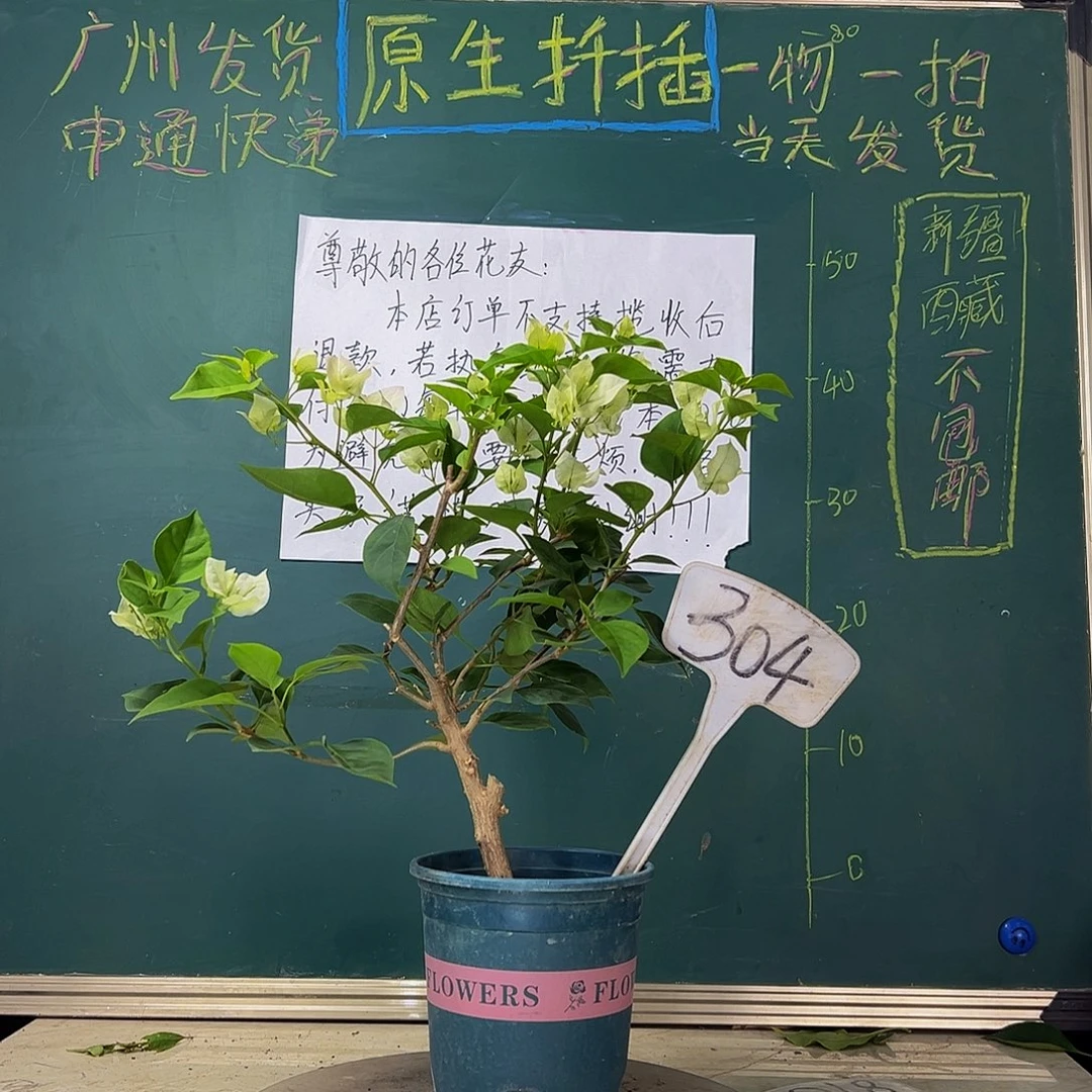 当前无花栽培后可以开花  绿樱  304